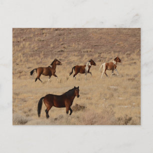 Photograph of wild horses in Nevada Postcard