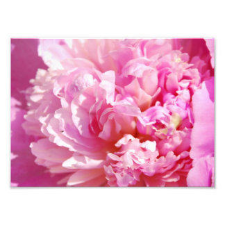 Photograph Pink Peony