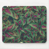 Photograph - Red and Green Leaves