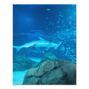 Photograph #Y044 on MEDIUM SIZE Poster