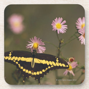 Photographed on a sunny day with filtered light. coaster