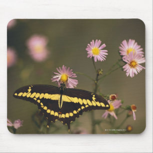 Photographed on a sunny day with filtered light. mouse pad