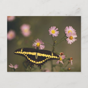 Photographed on a sunny day with filtered light. postcard