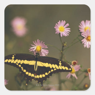Photographed on a sunny day with filtered light. square sticker