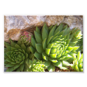 Photographic Print-Cactus Photo Print