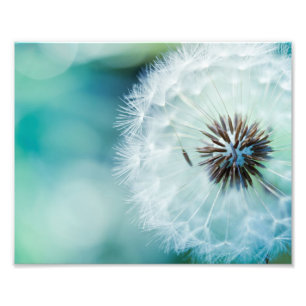 Photographic Print Dandelion