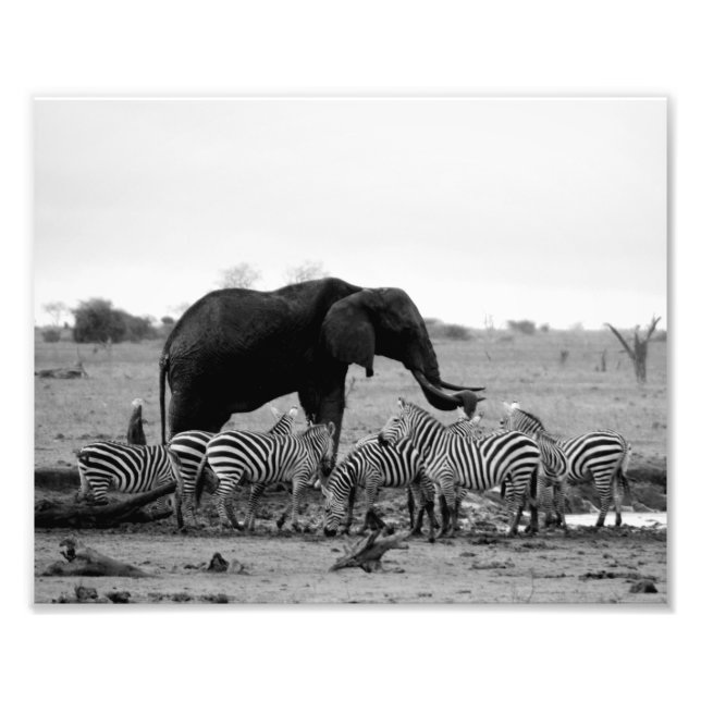 Photographic Print Elephant & Zebras (Front)