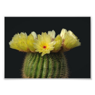 Photographic Print-Flowering Cactus Photo Print