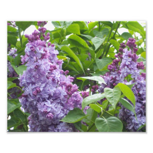 Photographic Print Lilacs