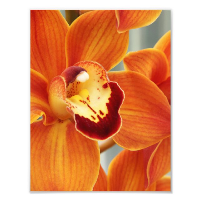Photographic Print Orchids (Front)
