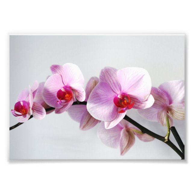 Photographic Print Pink Orchids (Front)