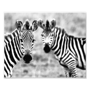 Photographic Print Zebras