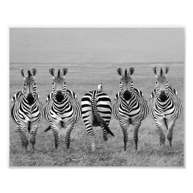 Photographic Print Zebras (Front)