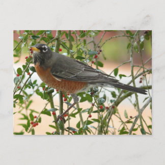 Photographs : birds - postcard