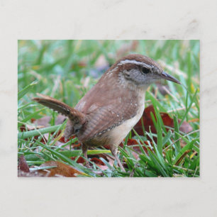 Photographs : birds - postcard