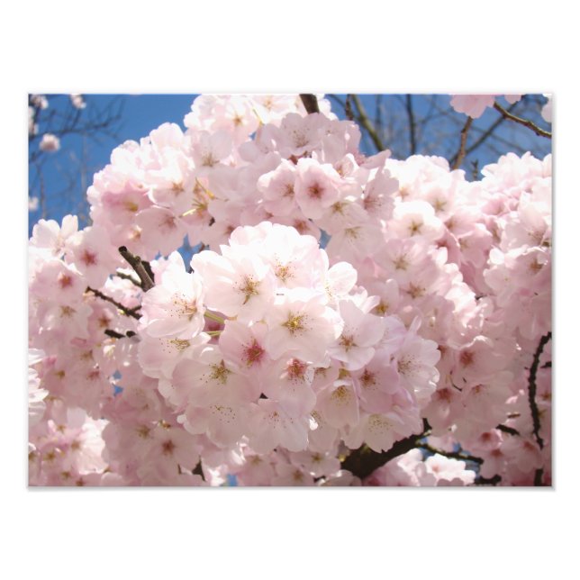 Photography Fine Art Prints Pink Tree Blossoms (Front)