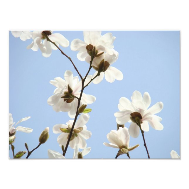 Photography Floral art prints Magnolia Flowers (Front)