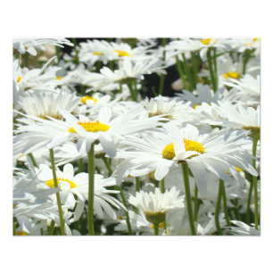 Photography nature Art Prints Daisy Flowers Unique