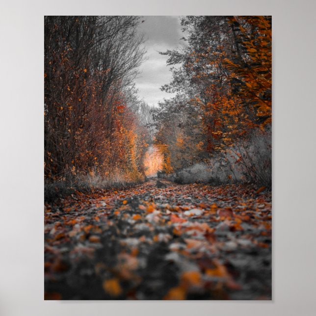 Photography of Fall Trees Poster (Front)