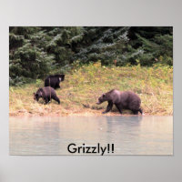 Photography of Mother Grizzly and 2 cubs