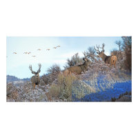 Photography photoshop wildlife art