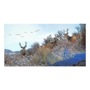 Photography photoshop wildlife art photo print