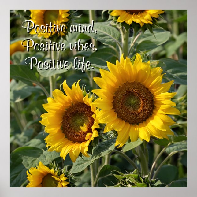 Photography Sunflowers in Nature Personalised Poster (Front)
