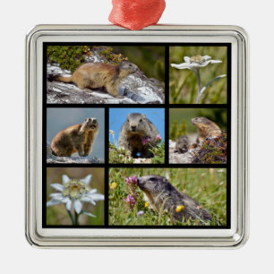 Photos mosaic Alpine marmots and edelweiss Metal Ornament