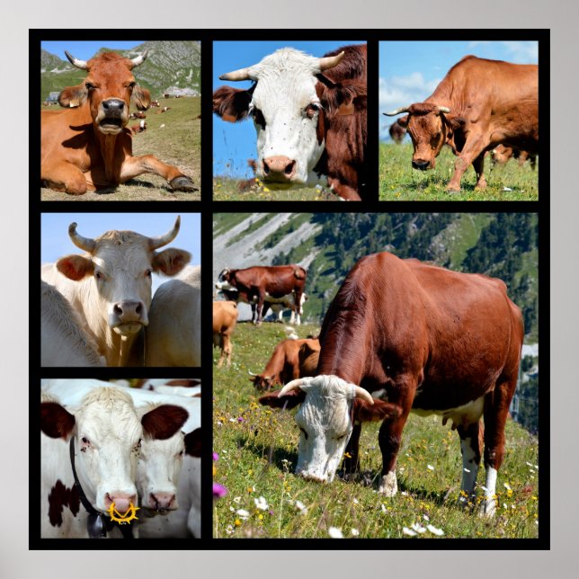 Photos mosaic of cows poster (Front)