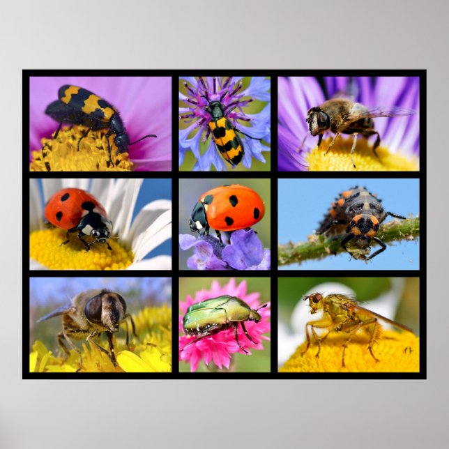 Photos mosaic of insects poster (Front)