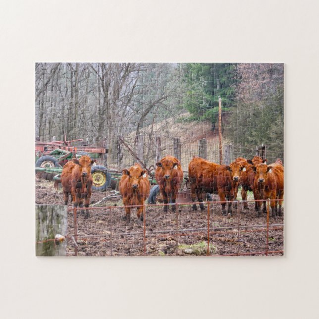 Photos of Minnesota Calves. Jigsaw Puzzle (Horizontal)