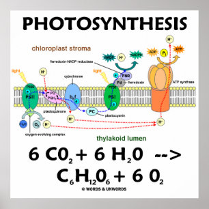Photosynthesis (Light-Dependent) Chemical Equation Poster