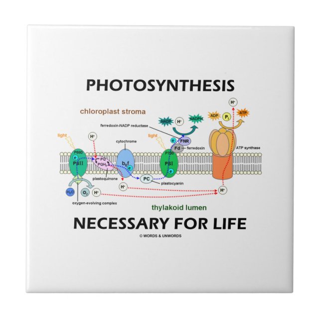 Photosynthesis Necessary For Life Light-Dependent Tile (Front)