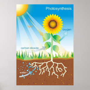 Photosynthesis Poster