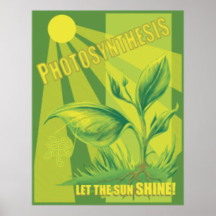 Photosynthesis Poster