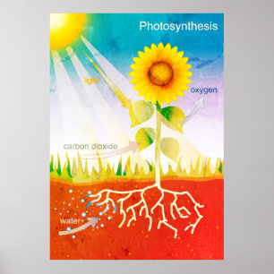 Photosynthesis Poster