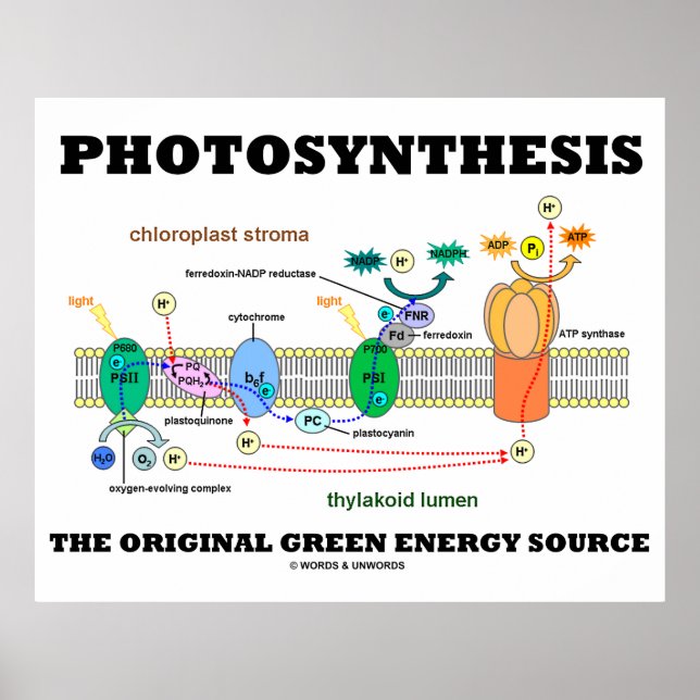 Photosynthesis The Original Green Energy Source Poster (Front)