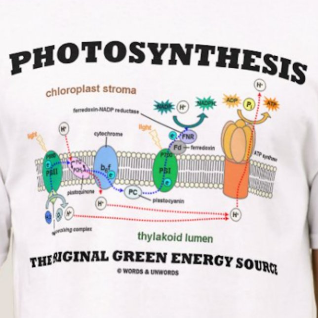 Photosynthesis The Original Green Energy Source T-Shirt (Tee featuring light-dependent reactions of photosynthesis)