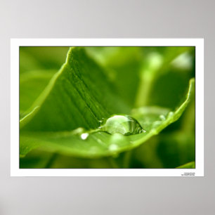 photosynthesize poster