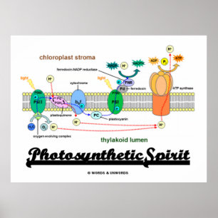 Photosynthetic Spirit (Biochemistry Attitude) Poster