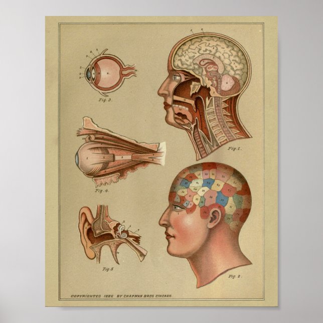 Phrenology Head Anatomy Print Vintage (Front)