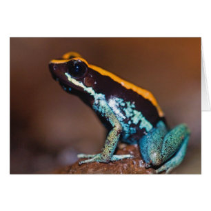 Phyllobates vittatus, a poison arrow frog