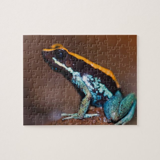 Phyllobates vittatus, a poison arrow frog jigsaw puzzle (Horizontal)