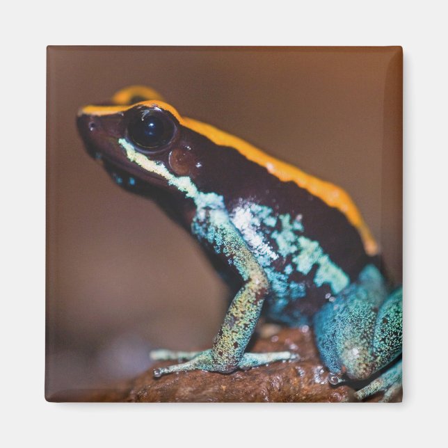 Phyllobates vittatus, a poison arrow frog magnet (Front)