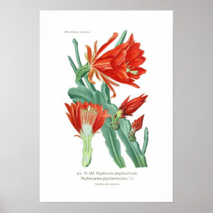 Phyllocactus phyllanthoides poster