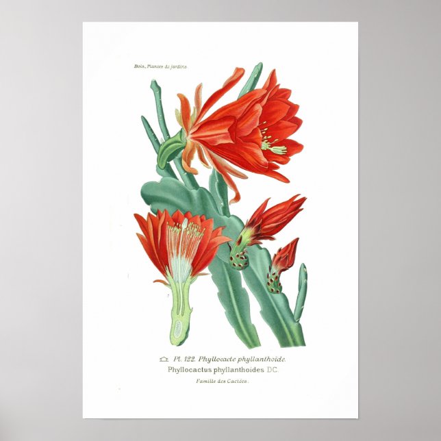 Phyllocactus phyllanthoides poster (Front)