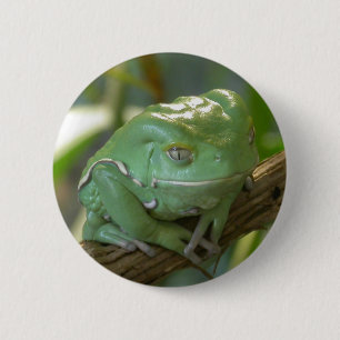 Phyllomedusa sauvagii 6 cm round badge