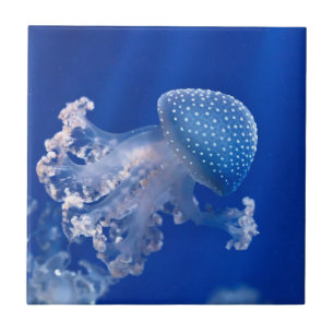 Phyllorhiza Punctata Tile