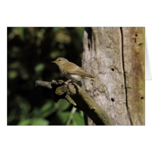 Phylloscopus collybita