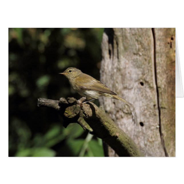 Phylloscopus collybita (Front Horizontal)